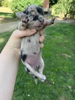 Daisy , a female Chihuahua for sale in Silverton, OR – 1 of 5