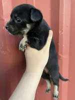 Midnight, a male Chihuahua for sale in Silverton, OR – 4 of 6