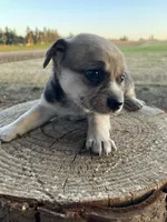 Rocky , a male Chihuahua for sale in Silverton, OR – 1 of 6