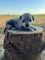 Starlight, a male Chihuahua for sale in Silverton, OR – 6 of 6