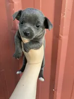 Charcoal , a female Chihuahua for sale in Silverton, OR – 3 of 7