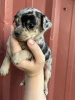 Daisy, a female Chihuahua for sale in Silverton, OR – 2 of 10