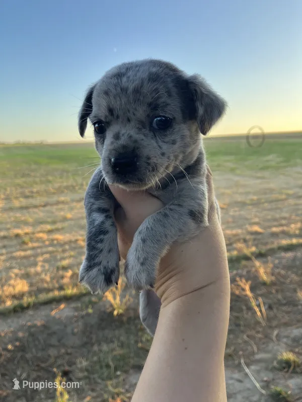 Starlight – Chihuahua puppy for sale in Silverton, OR