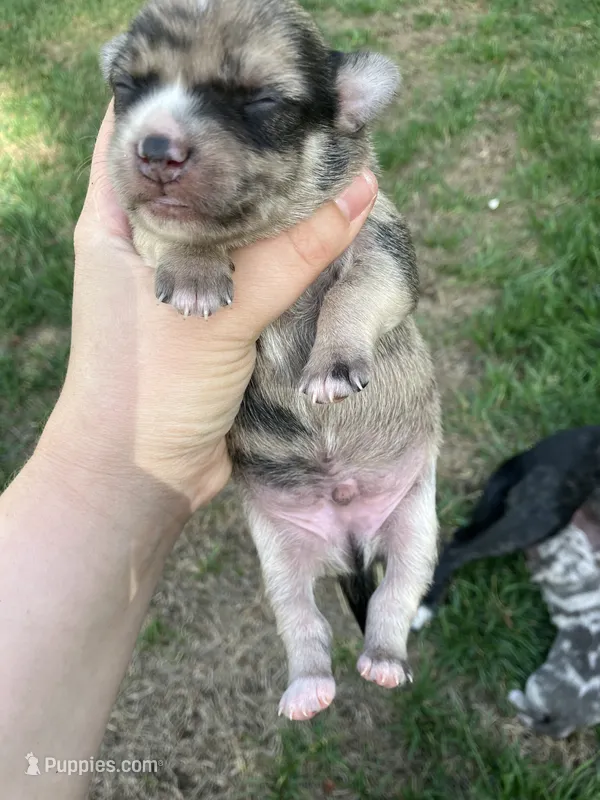 Rocky – Chihuahua puppy for sale in Silverton, OR