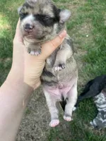 Rocky, a male Chihuahua for sale in Silverton, OR – 1 of 6