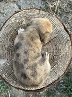 Butterfinger, a male Chihuahua for sale in Silverton, OR – 6 of 9