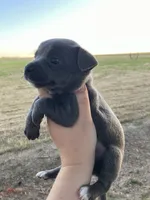 Charcoal , a female Chihuahua for sale in Silverton, OR – 1 of 7