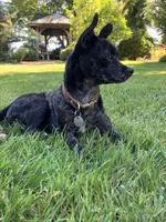 Starlight, a male Chihuahua for sale in Silverton, OR – 4 of 6
