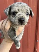 Starlight, a male Chihuahua for sale in Silverton, OR – 5 of 6