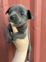 Charcoal , a female Chihuahua for sale in Silverton, OR – 7 of 7