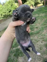Charcoal , a female Chihuahua for sale in Silverton, OR – 6 of 6