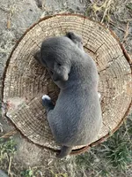 Charcoal , a female Chihuahua for sale in Silverton, OR – 5 of 7