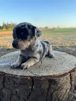 Daisy, a female Chihuahua for sale in Silverton, OR – 4 of 10