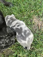 Starlight, a male Chihuahua for sale in Silverton, OR – 5 of 6