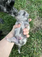 Starlight, a male Chihuahua for sale in Silverton, OR – 1 of 6