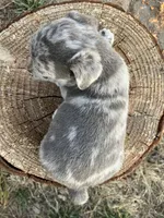 Starlight, a male Chihuahua for sale in Silverton, OR – 2 of 6