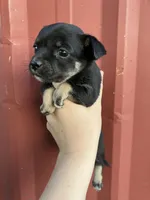 Midnight, a male Chihuahua for sale in Silverton, OR – 2 of 6
