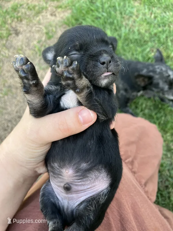Midnight  – Chihuahua puppy for sale in Silverton, OR