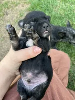 Midnight , a male Chihuahua for sale in Silverton, OR – 1 of 5