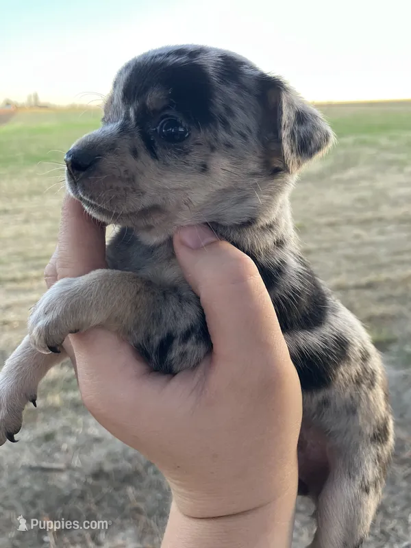 Daisy – Chihuahua puppy for sale in Silverton, OR