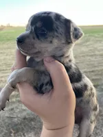 Daisy, a female Chihuahua for sale in Silverton, OR – 1 of 10