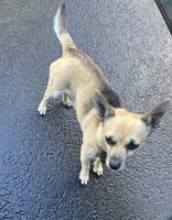 Midnight , a male Chihuahua for sale in Silverton, OR – 5 of 5