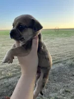 Butterfinger, a male Chihuahua for sale in Silverton, OR – 5 of 9
