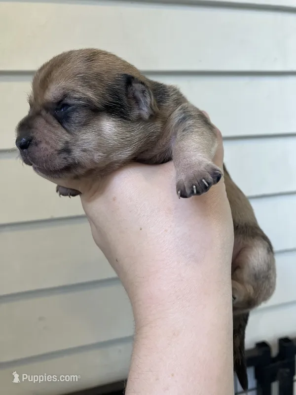Butterfinger – Chihuahua puppy for sale in Silverton, OR
