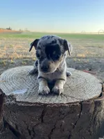 Daisy, a female Chihuahua for sale in Silverton, OR – 5 of 10