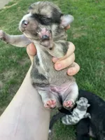 Rocky, a male Chihuahua for sale in Silverton, OR – 3 of 6