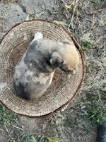 Rocky , a male Chihuahua for sale in Silverton, OR – 3 of 6
