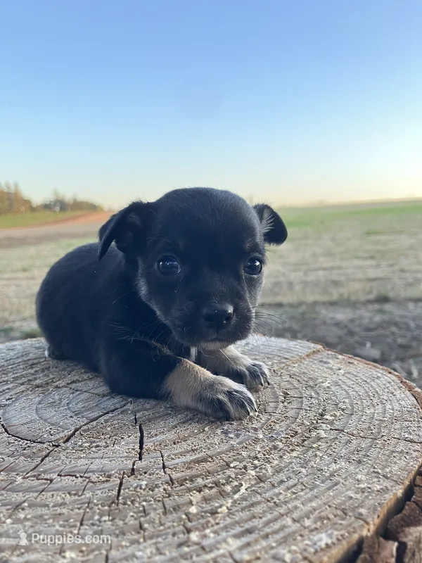 Midnight – Chihuahua puppy for sale in Silverton, OR