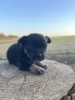 Midnight, a male Chihuahua for sale in Silverton, OR – 1 of 6