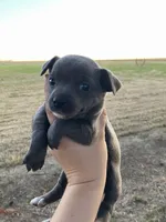 Charcoal , a female Chihuahua for sale in Silverton, OR – 4 of 7