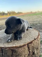 Charcoal , a female Chihuahua for sale in Silverton, OR – 2 of 7