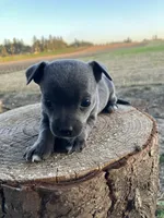 Charcoal , a female Chihuahua for sale in Silverton, OR – 6 of 7