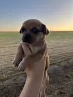 Butterfinger, a male Chihuahua for sale in Silverton, OR – 1 of 9