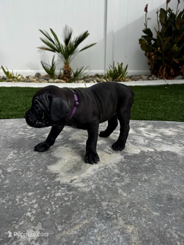 Purple - Female, a female Cane Corso for sale in Lancaster, CA – 1 of 1