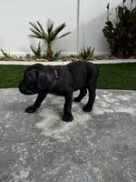 Purple - Female, a female Cane Corso for sale in Lancaster, CA – 1 of 1