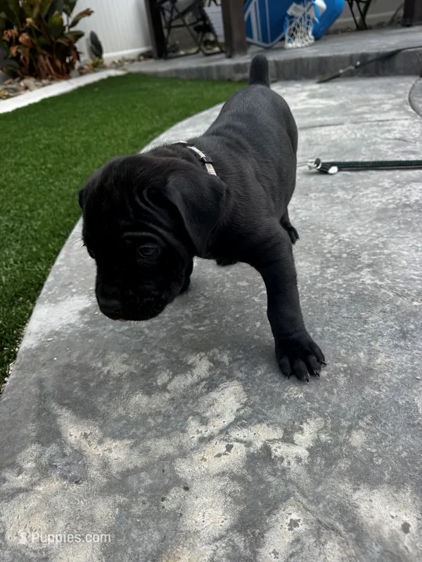 Grey - Girl, a female Cane Corso for sale in Lancaster, CA – 1 of 1