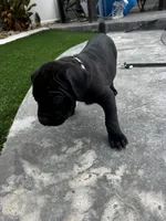 Grey - Girl, a female Cane Corso for sale in Lancaster, CA – 1 of 1