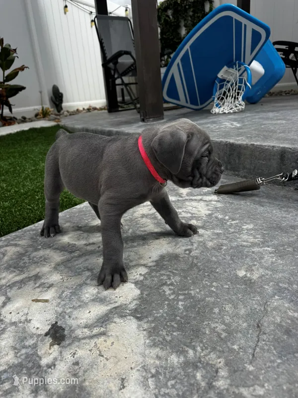 Pink - pick of the litter, a female Cane Corso for sale in Lancaster, CA – 1 of 1