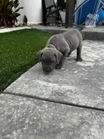 Cream - Boy, a male Cane Corso for sale in Lancaster, CA – 1 of 1