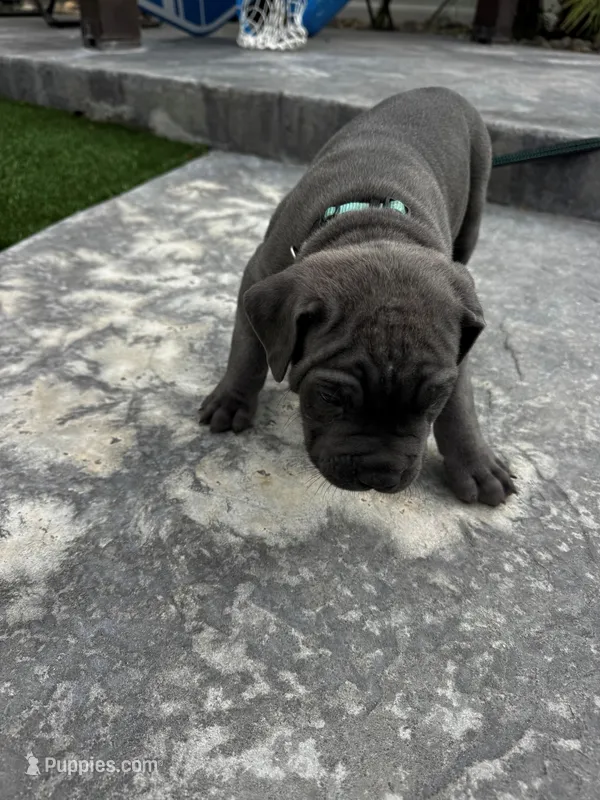 Light Blue - Male, a male Cane Corso for sale in Lancaster, CA – 1 of 1