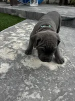 Light Blue - Male, a male Cane Corso for sale in Lancaster, CA – 1 of 1