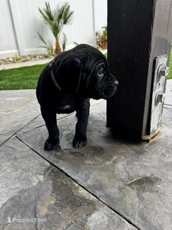 Blue - Male, a male Cane Corso for sale in Lancaster, CA – 1 of 1