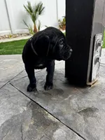 Blue - Male, a male Cane Corso for sale in Lancaster, CA – 1 of 1