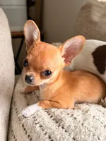 Picky, a female Chihuahua for sale in Fairfax, VA – 2 of 4