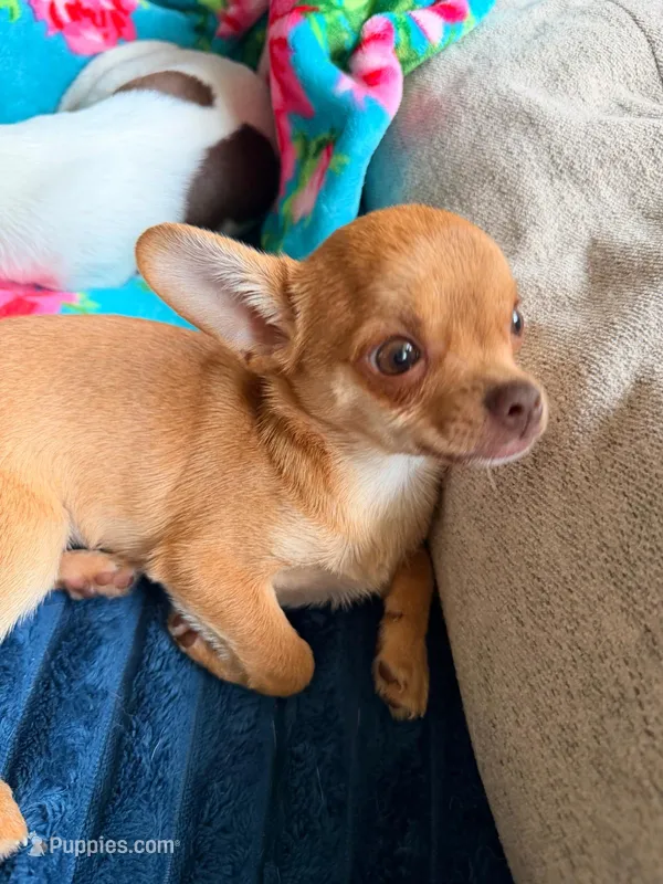 Choco – Chihuahua puppy for sale in Fairfax, VA