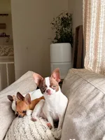 Sasha, a female Chihuahua for sale in Fairfax, VA – 3 of 3